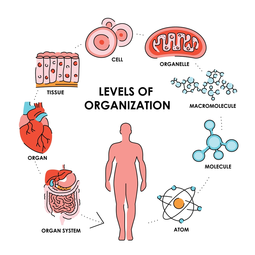 Levels Of Organization In The Human Body