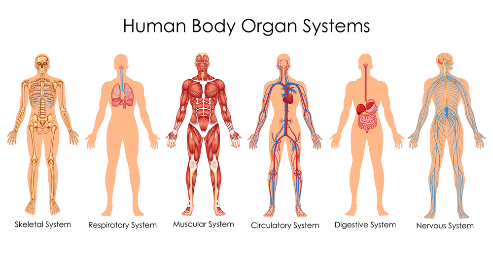 Organ system